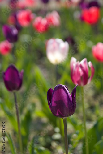 tulips
