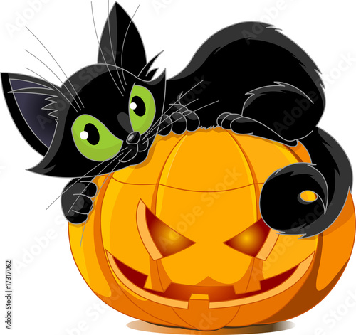 Black cat
