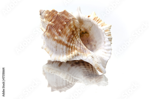 Seashell on White Background With Reflection