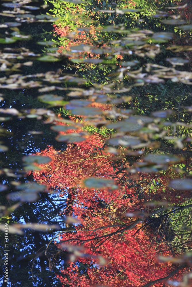紅葉 紅葉