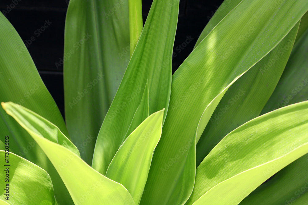 Fototapeta premium Green plant