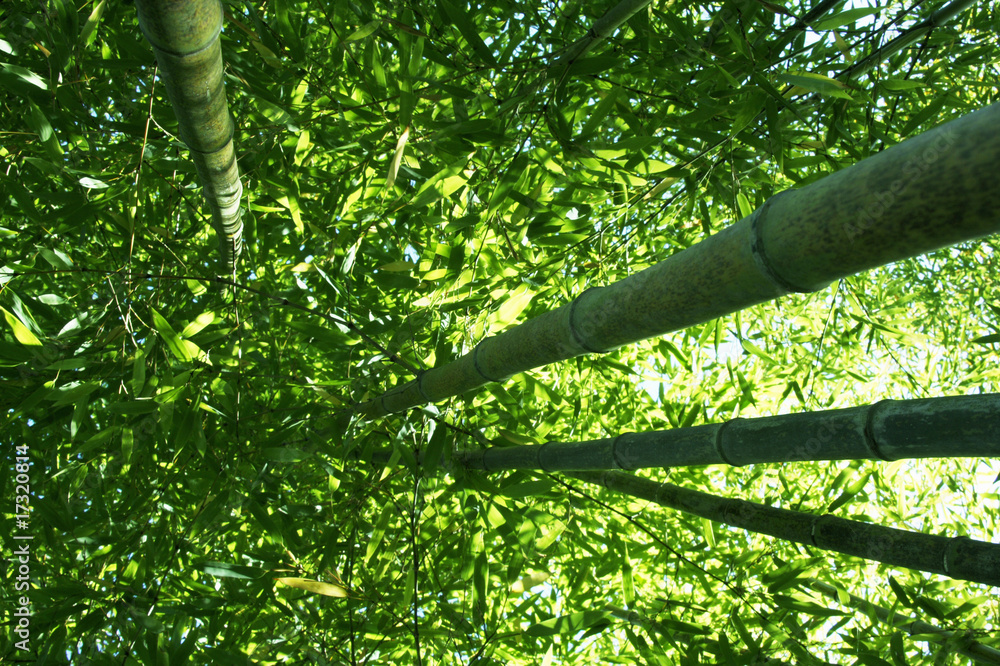 Fototapeta premium 竹林