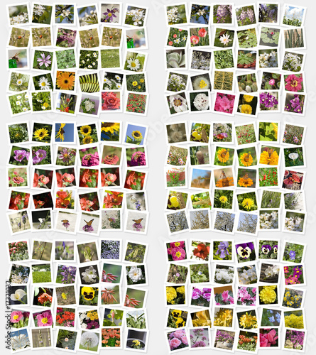 Mosaico di foto con fiori e insetti photo