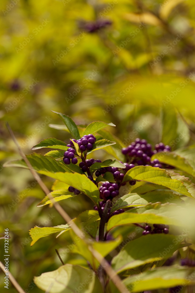 Fototapeta premium Vogelbeeren