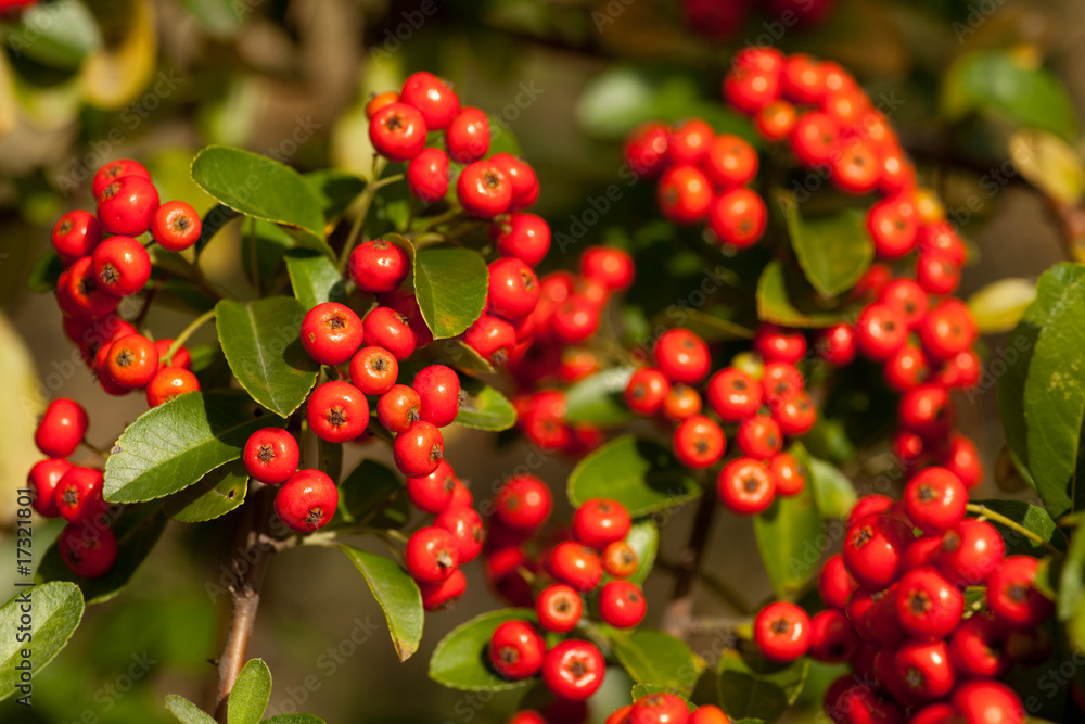 Obraz premium Vogelbeeren
