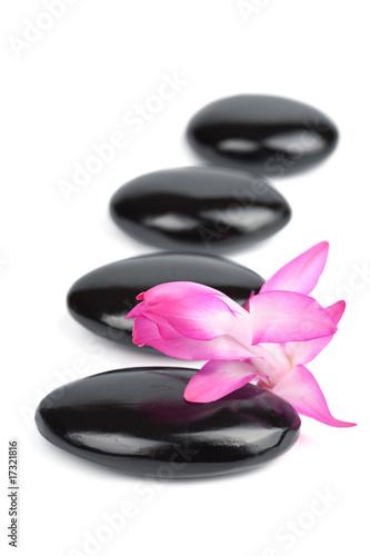spa stones and pink flower isolated