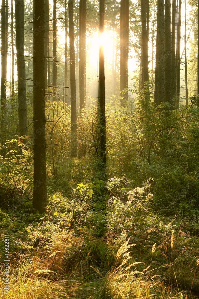 Fototapeta premium Coniferous forest in the morning in the warm glow of the sun