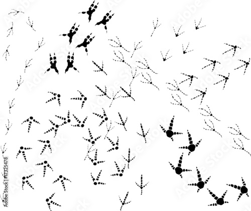 birds tracks background