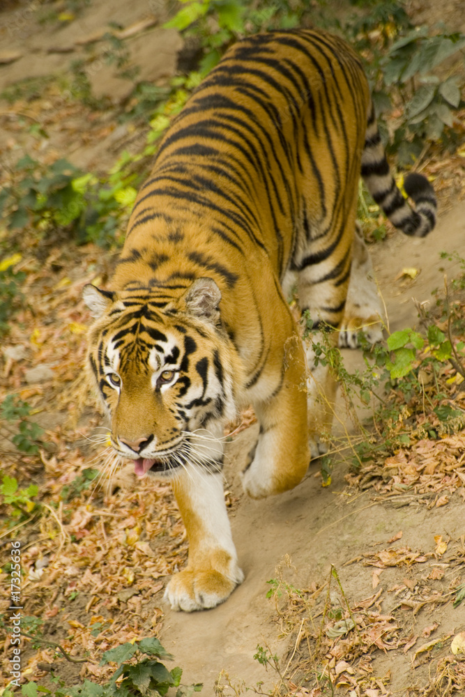 Fototapeta premium tiger in captivity
