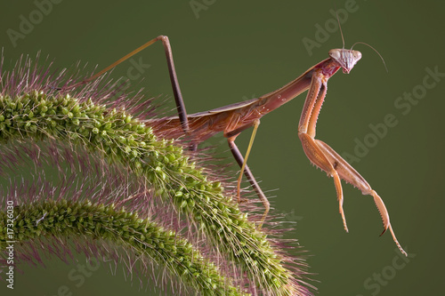 Wallpaper Mural Mantis on foxtail Torontodigital.ca