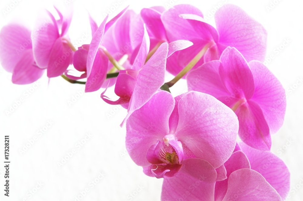 Orchideenzweig Orchideenzweig