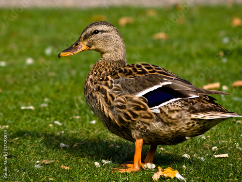 Wood Duck photo