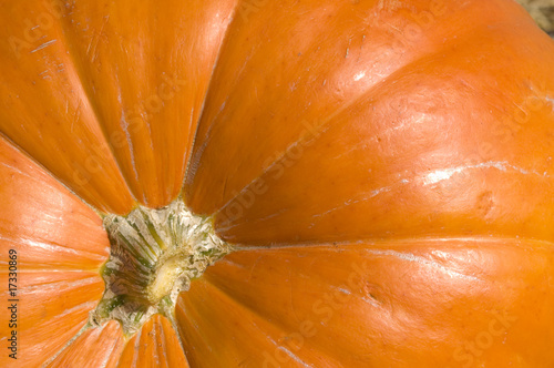 Wallpaper Mural Pumpkin background Torontodigital.ca