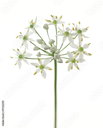 Allium tuberosum (Chinese chives, garlic chives)