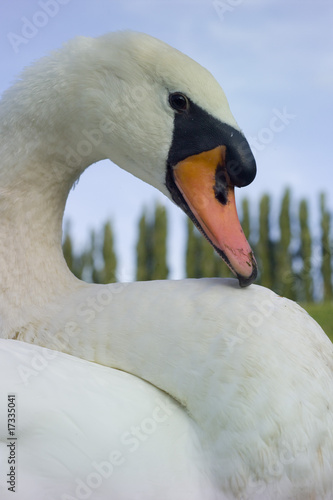 Portrait eines Schwans photo