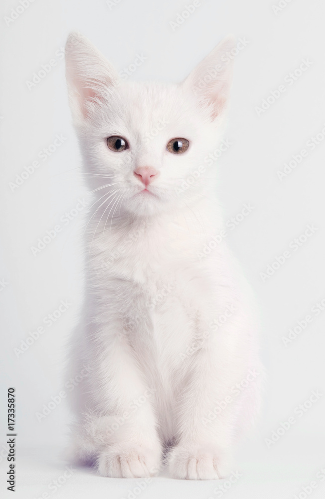 White kitten sitting White kitten sitting