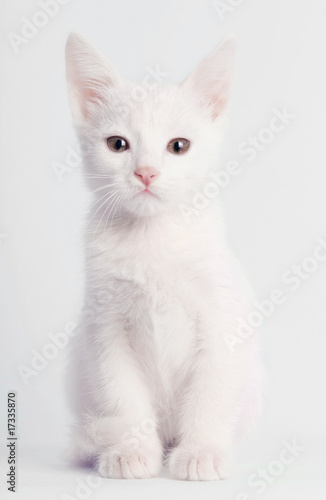 White kitten sitting