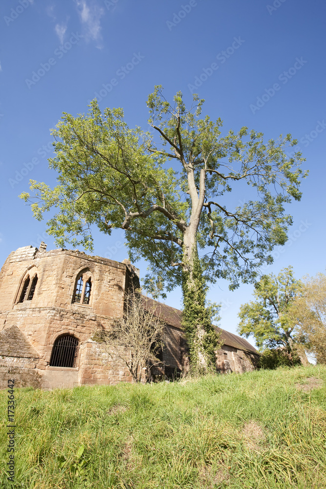 tree and castle