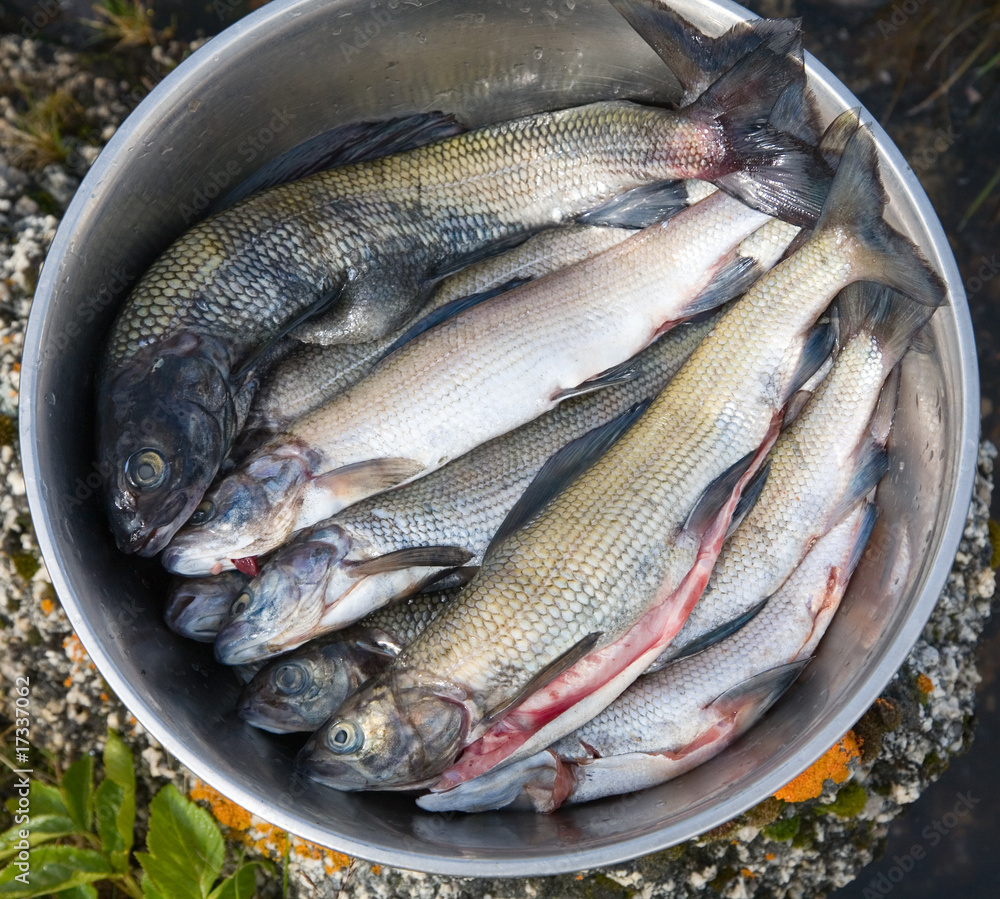 Fresh fish Fresh fish