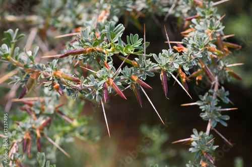 Prickly acacia bushes photo