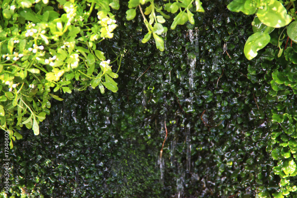 Obraz premium 水と葉っぱ