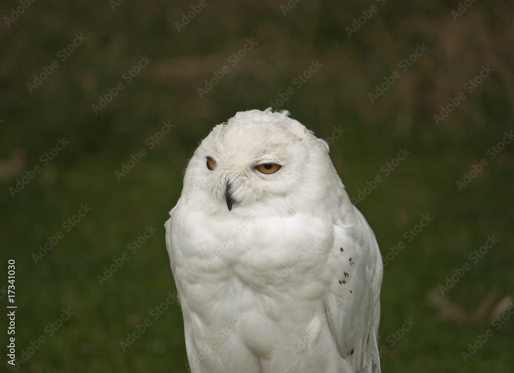 Fototapeta premium Snowy Owl