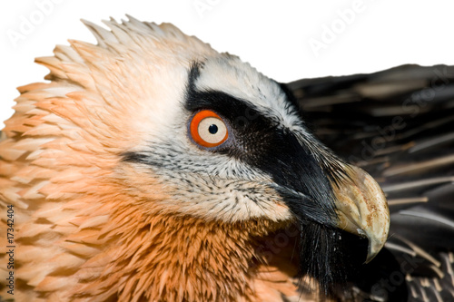 Lammergeier's Specimen (Gypaetus barbatus)