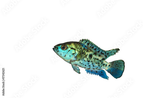 Isolated Blue Exotic Cichlasoma Fish