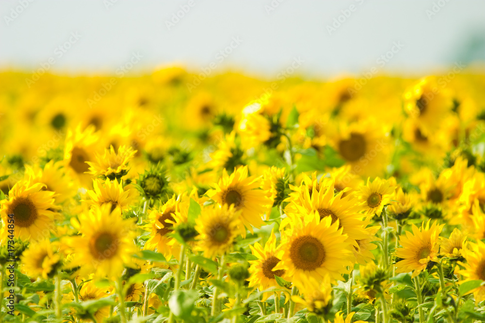 Fototapeta premium wild flowers