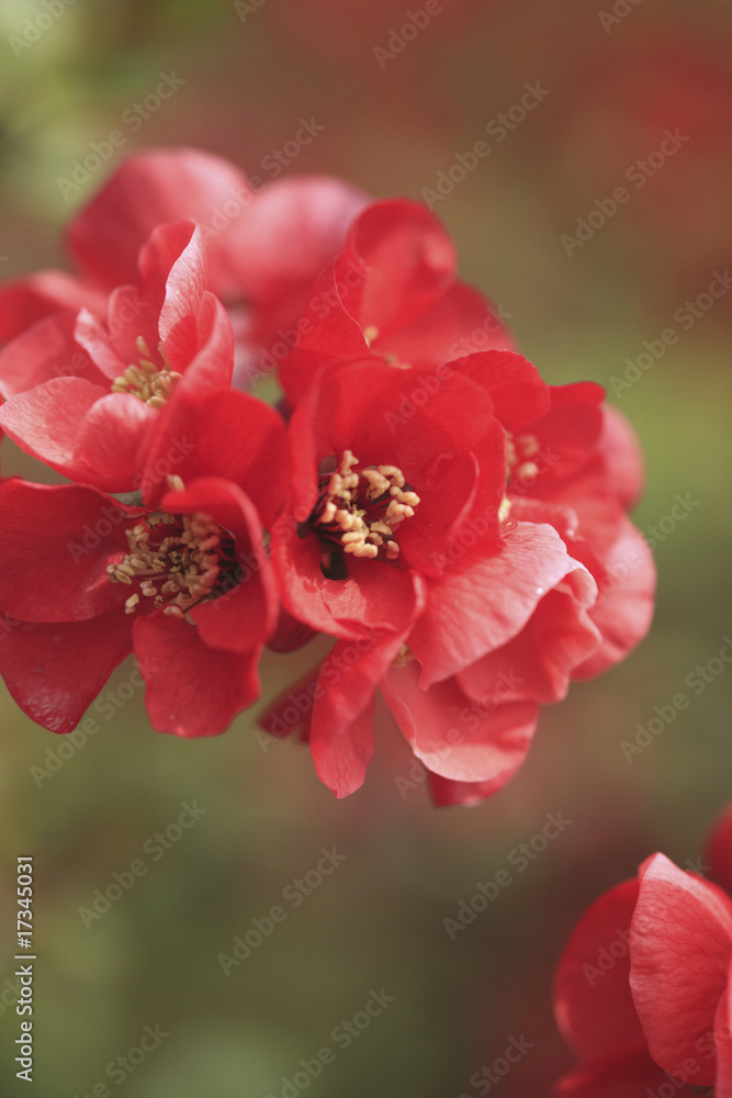 Fototapeta premium 木瓜