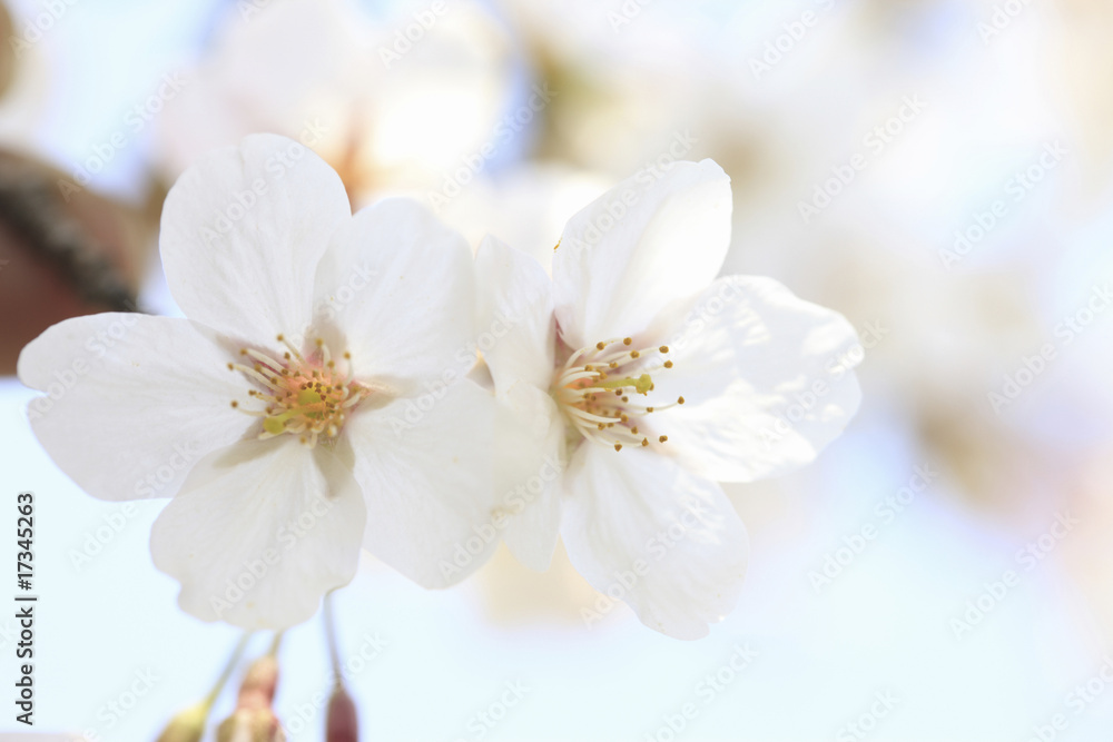 桜