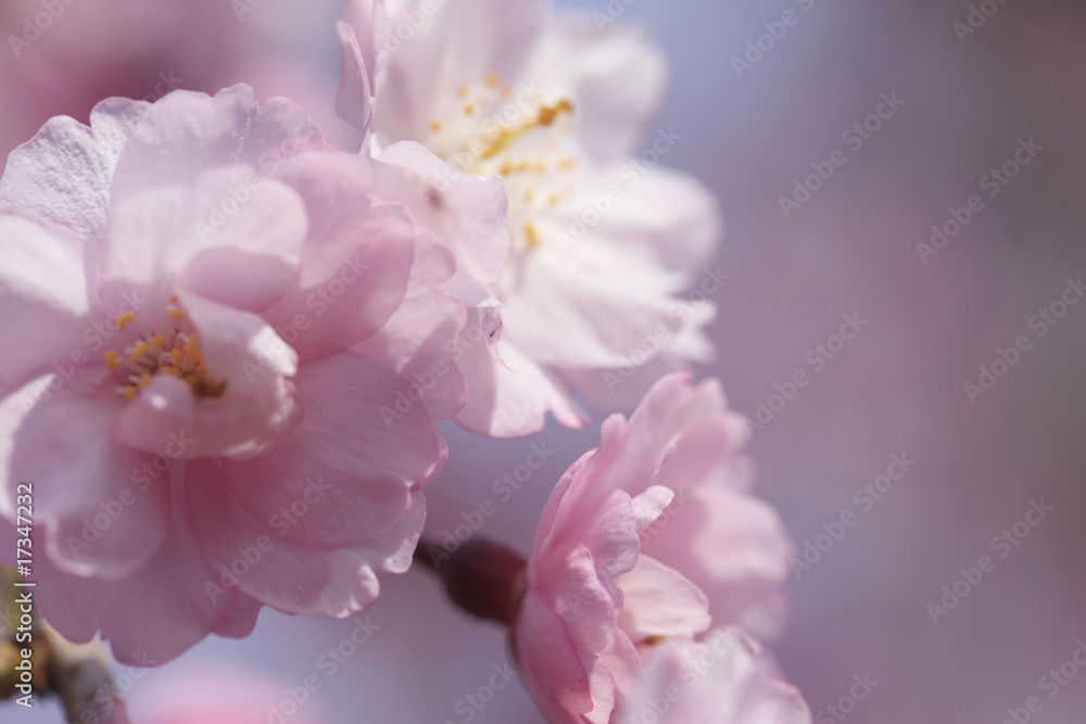 枝垂桜 枝垂桜