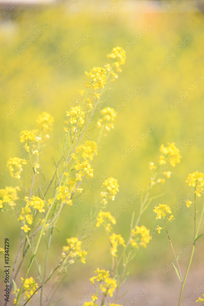 Obraz premium ナノハナ