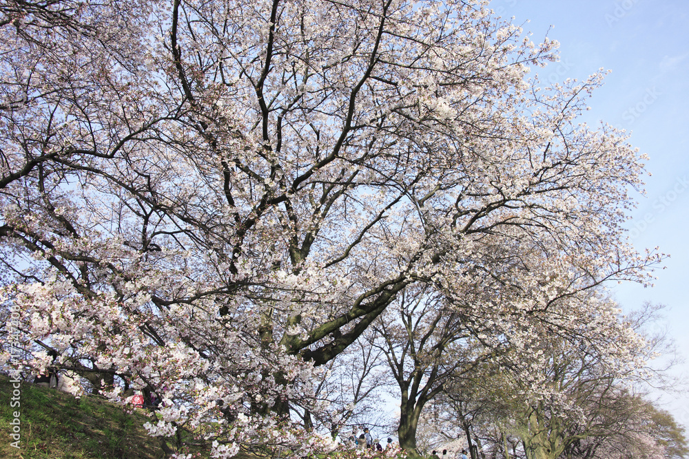 桜 桜