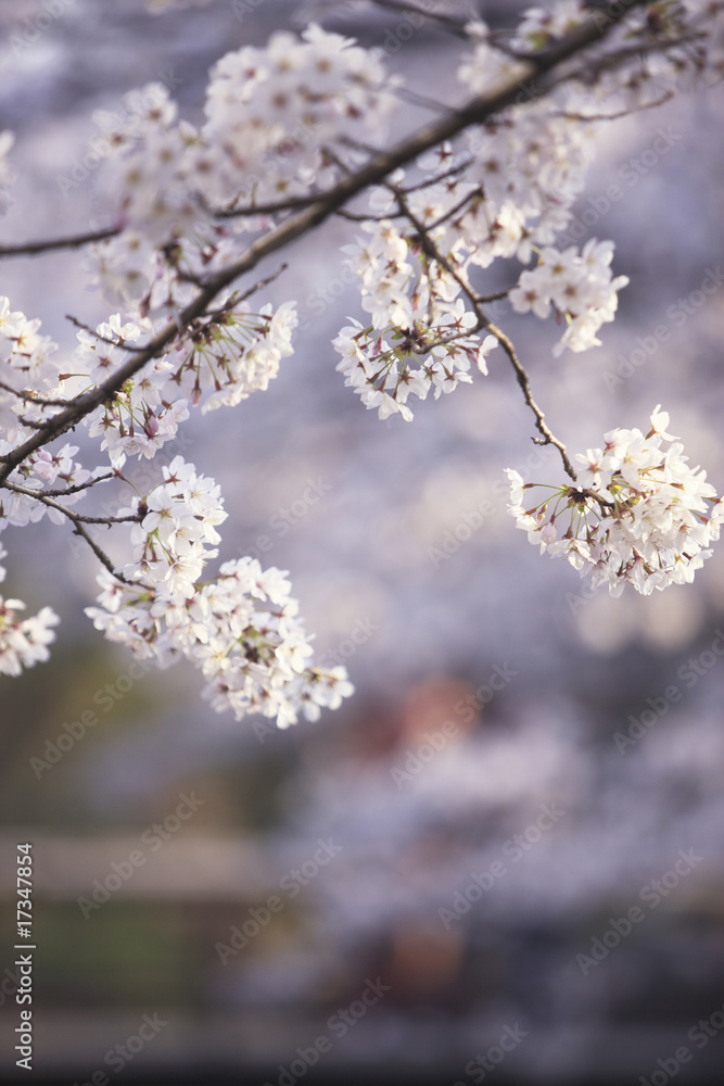 哲学の道の桜 哲学の道の桜