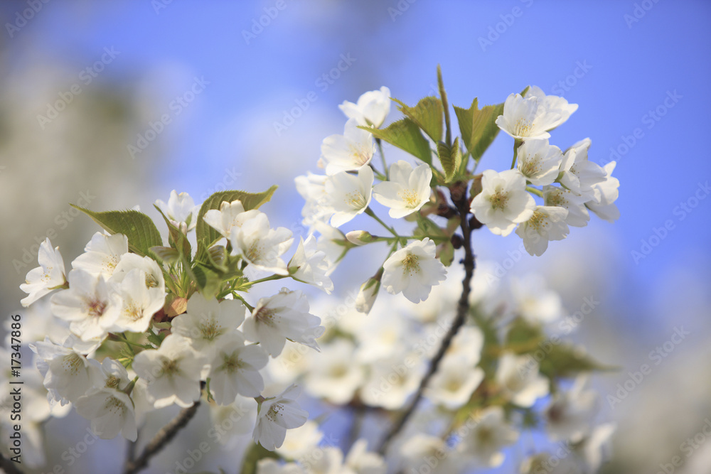 Fototapeta premium 桜