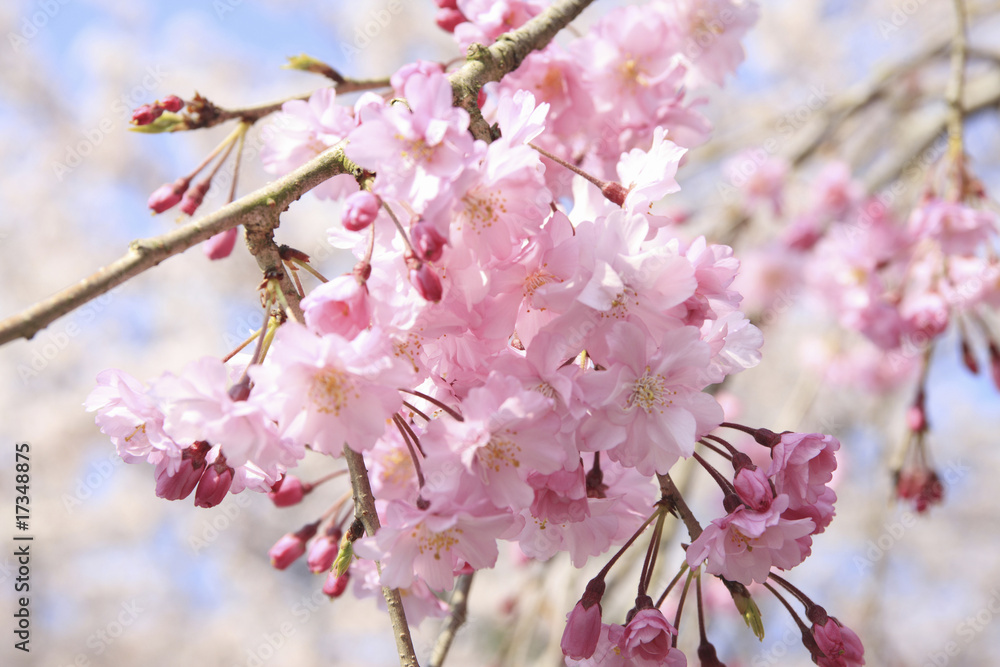 枝垂れ桜