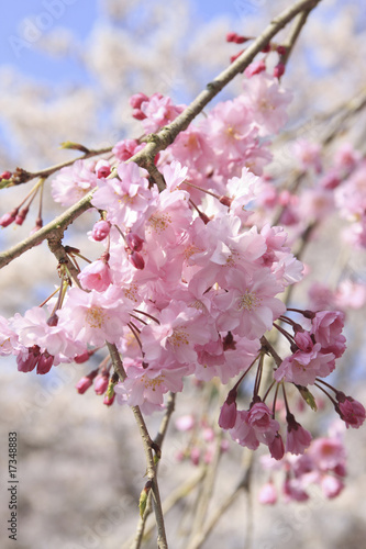 枝垂れ桜 photo