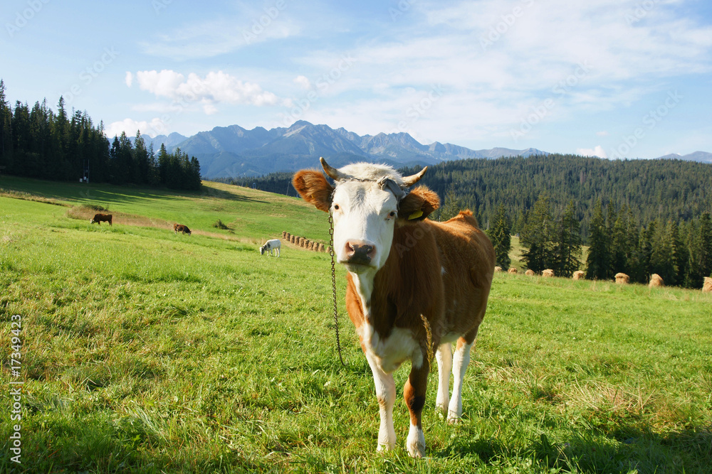 Cow in mountain Cow in mountain