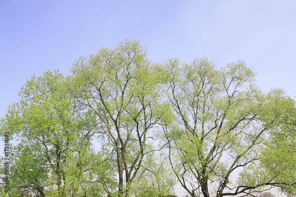 Obraz premium 新緑