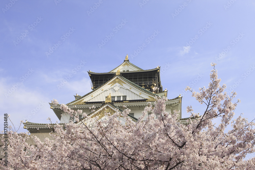 Fototapeta premium 大阪城の桜