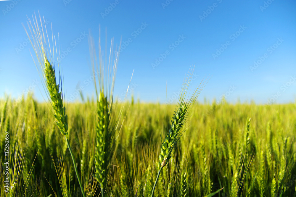 Obraz premium field
