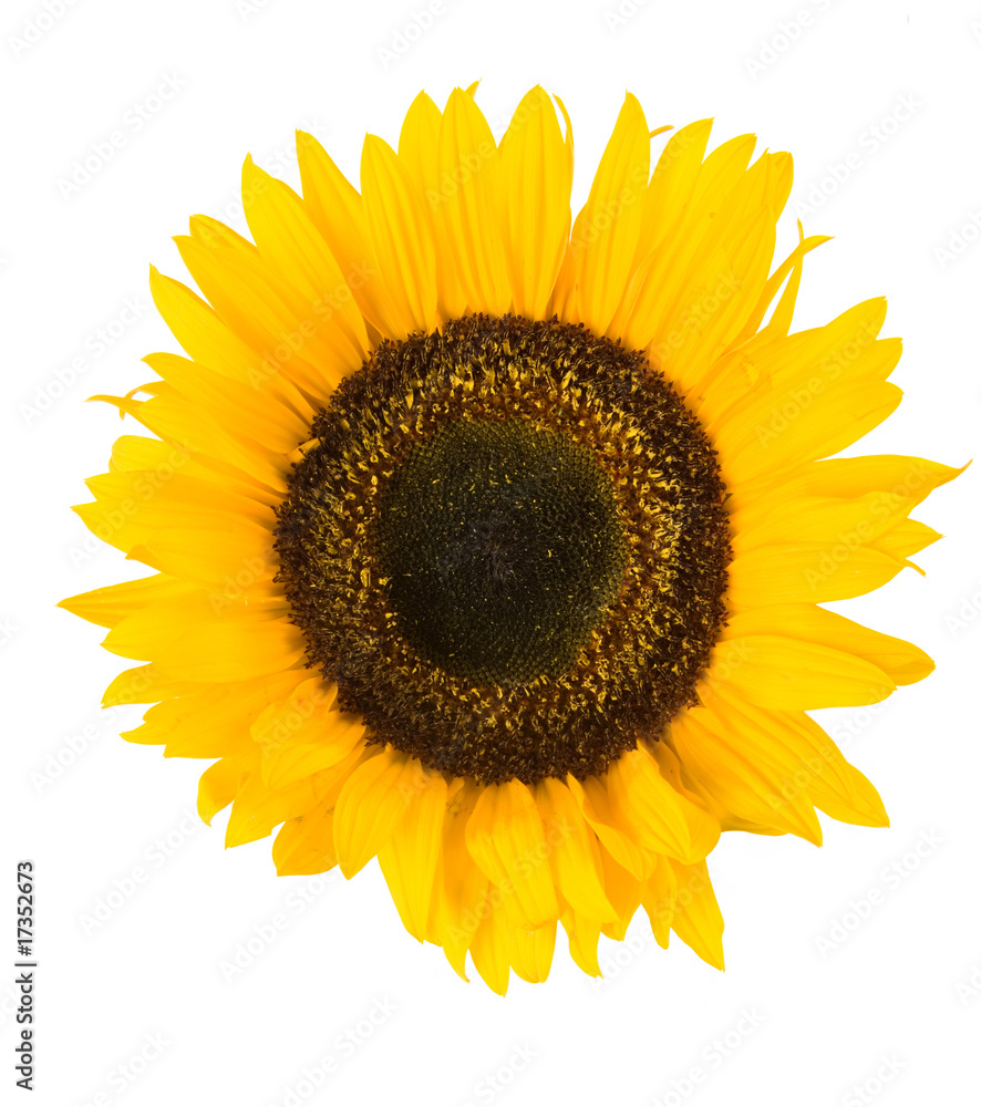 Fototapeta premium Sunflower