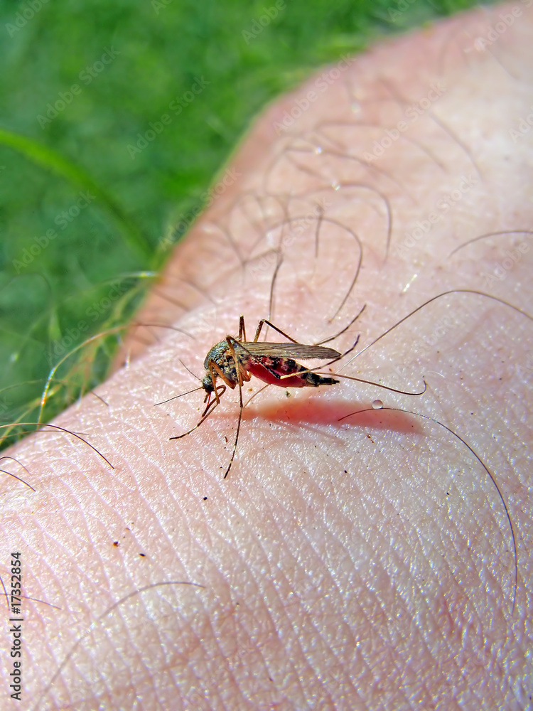 midge to drink blood from hand of the person midge to drink blood from hand of the person