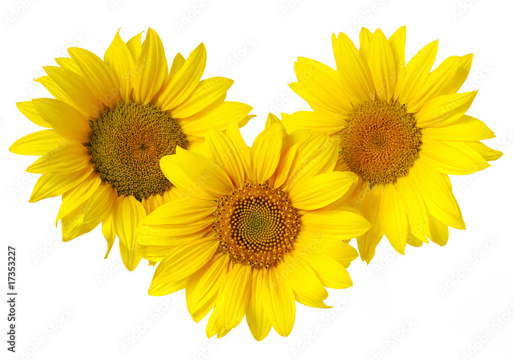 Obraz premium Yellow sunflower