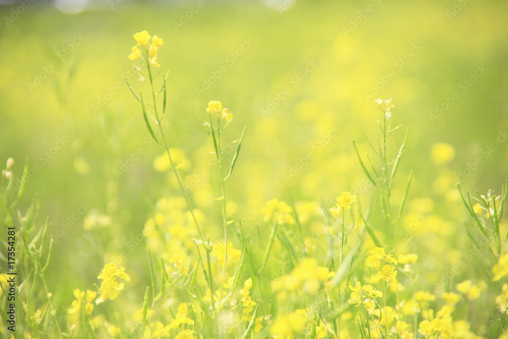 Obraz premium 菜の花畑