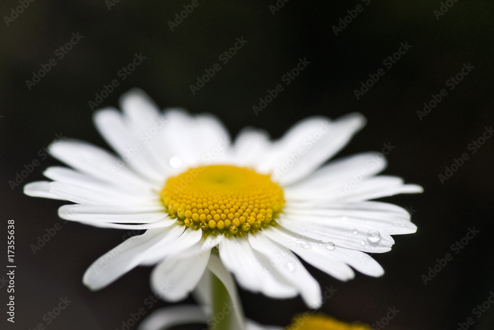 Fototapeta premium Camomile close up