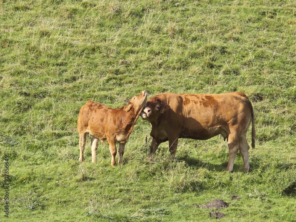 cow and calf in meadow cow and calf in meadow