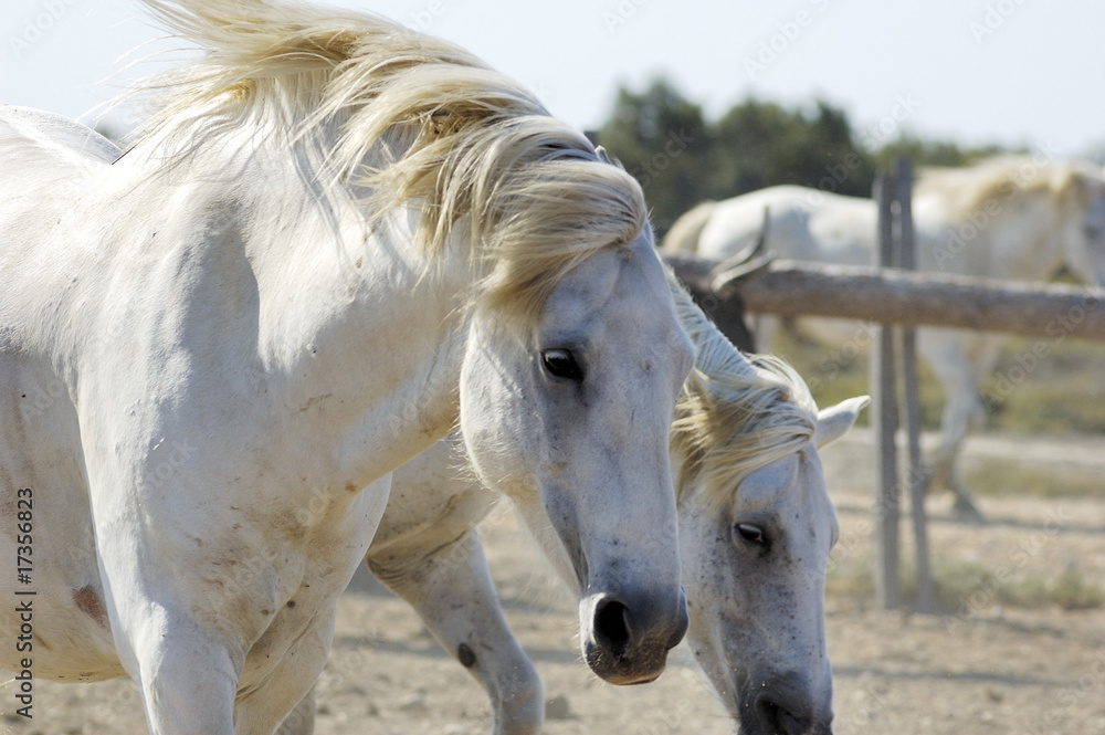 Fototapeta premium konie camargue