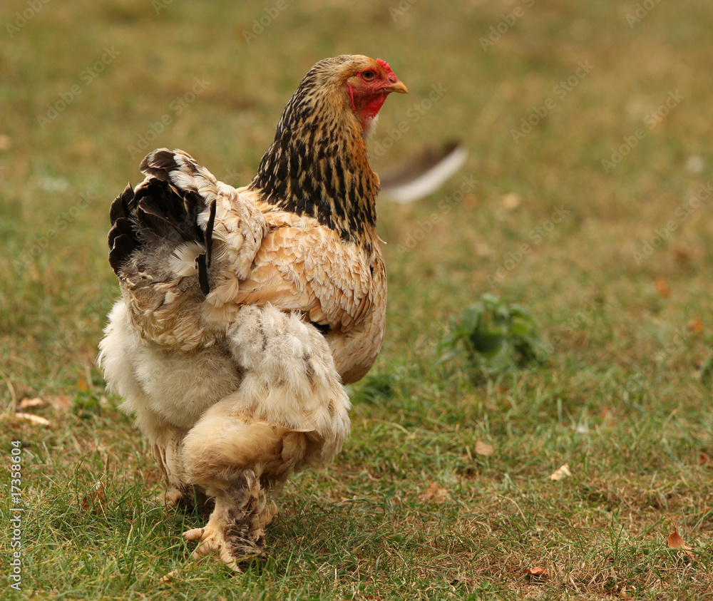 A female Sussex Bantam Chicken
